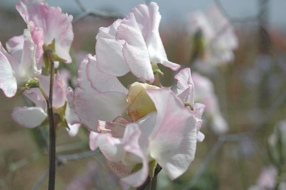 Picture of Sweet Pea Cirrus